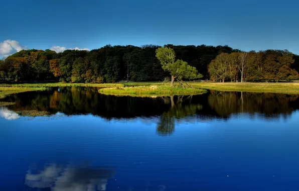 Trees, landscape, pond