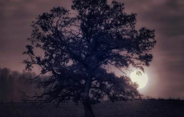 Nature, tree, the moon, the evening