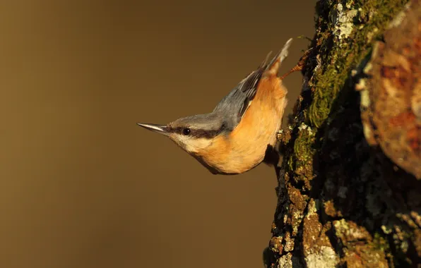 Picture bird, focus, trunk, bark, nuthatch