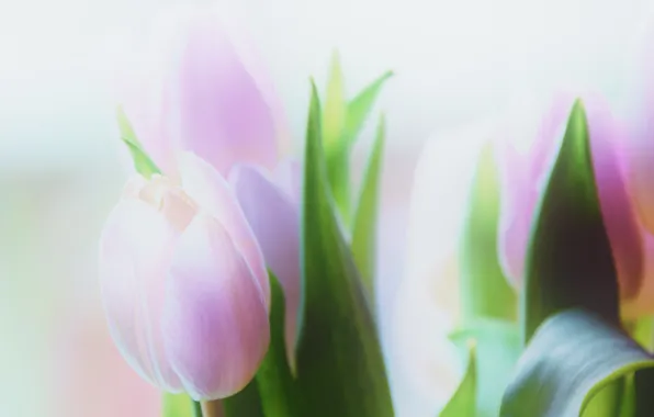 Picture macro, bouquet, tulips, pink