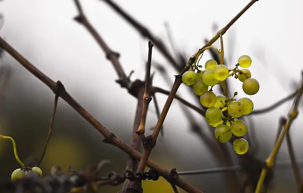 Branches, nature, grapes