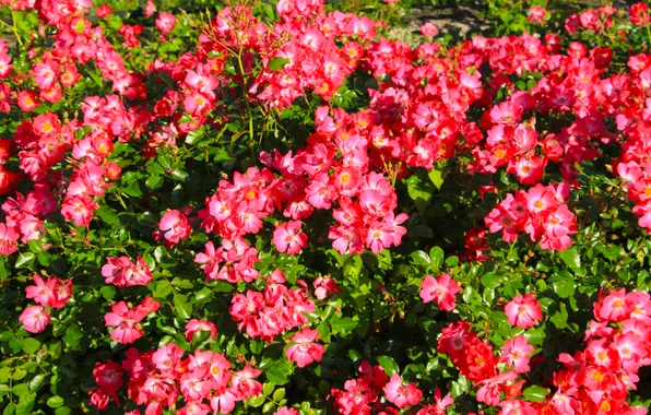 Red, flower, garden, roses