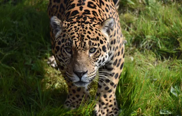 Picture grass, look, face, predator, Jaguar, wild cat