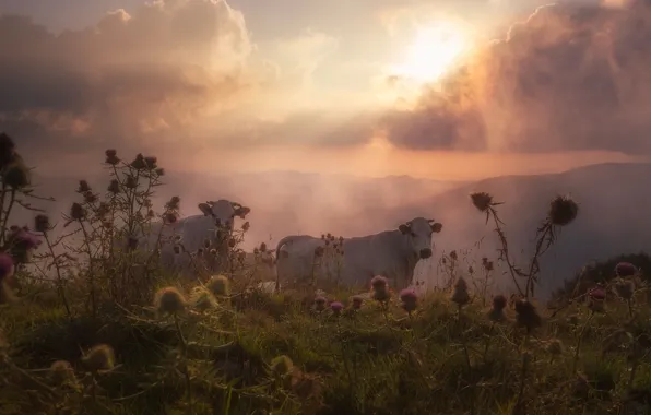 Field, summer, the sky, grass, clouds, mountains, fog, dawn