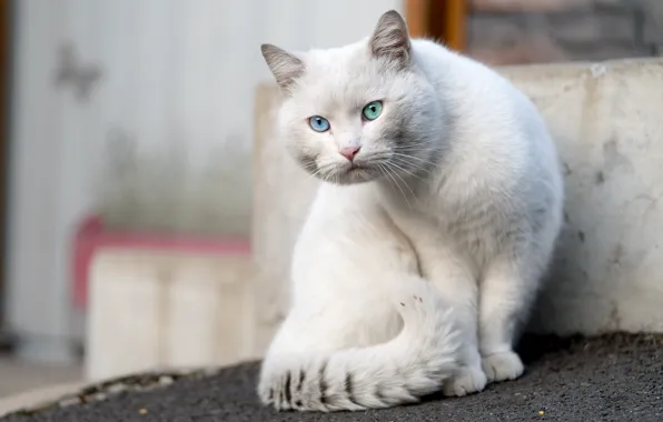 Cat, white, cat, look, pose, background, sitting, different eyes