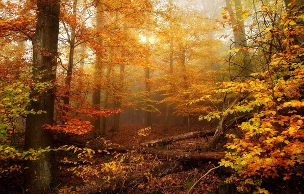 Forest, trees, the colors of autumn