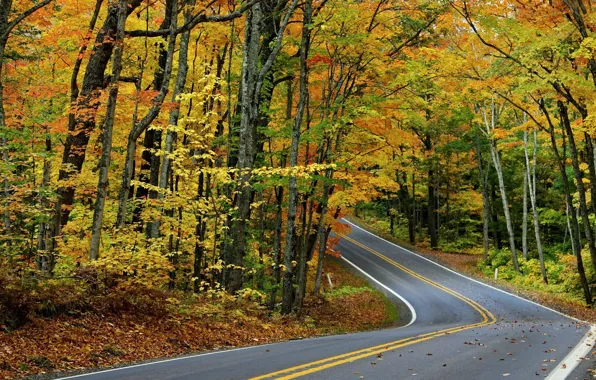 Road, autumn, forest, leaves, trees
