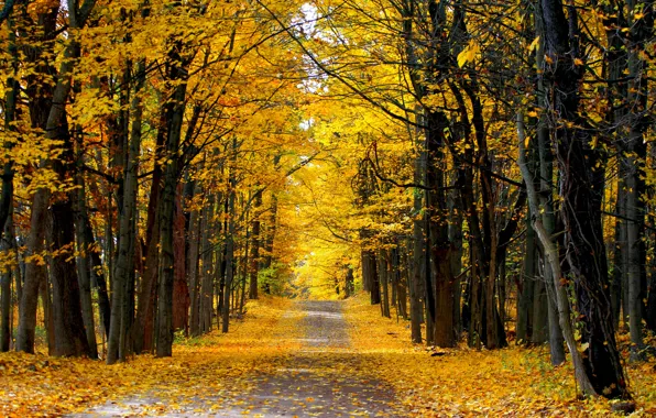 Road, autumn, forest, Sunny day, country
