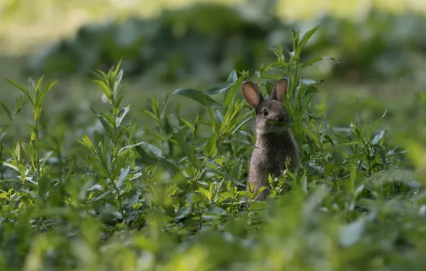 Picture summer, grass, leaves, grey, thickets, glade, hare, rabbit