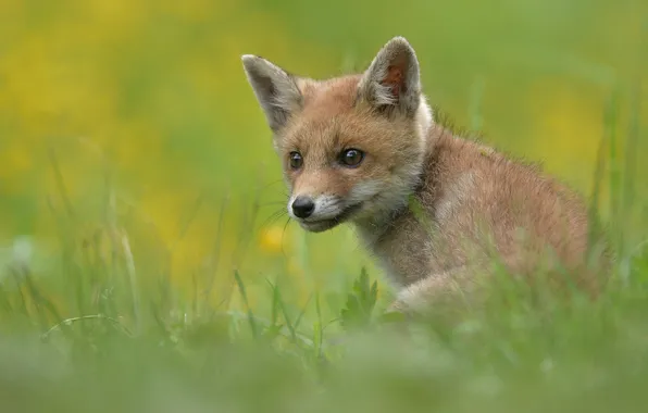 Picture portrait, look, baby, Fox, glade, muzzle, sitting, grass