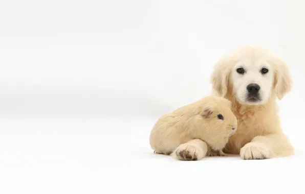 Picture animals, photo, puppy, Guinea pig, Mark Taylor