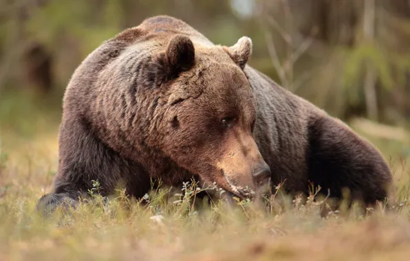 Picture bear, beast, the Bruins