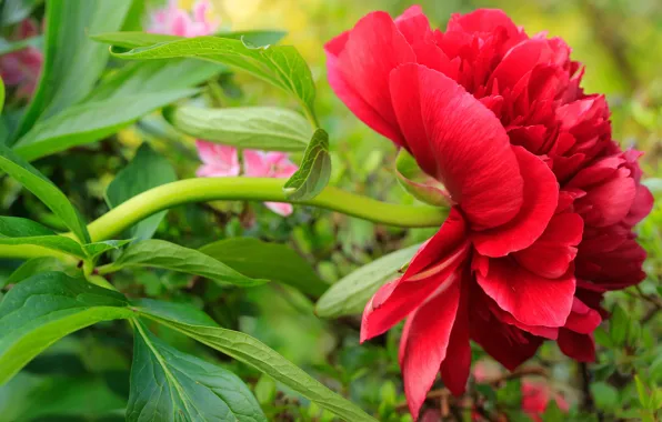 Flower, leaves, flowers, red, Bud, al, green background, peony
