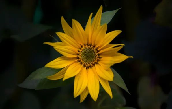 Picture flower, grass, yellow, plant, sunflower, petals, contrast, flowering