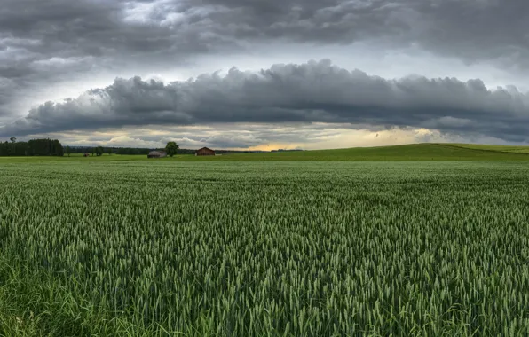 Picture field, summer, the sky, ears