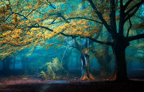 Picture autumn, forest, trees, nature, fog, path