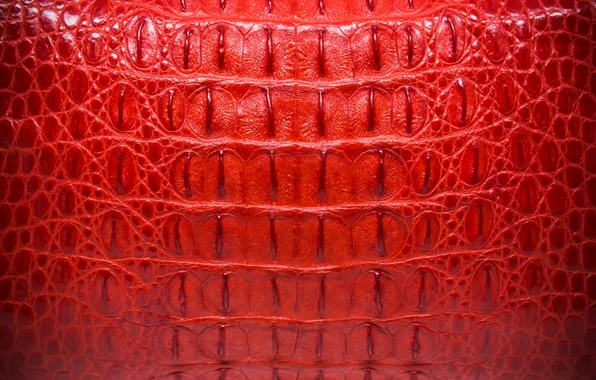 Red, background, leather, crocodile, red, texture, leather, crocodile