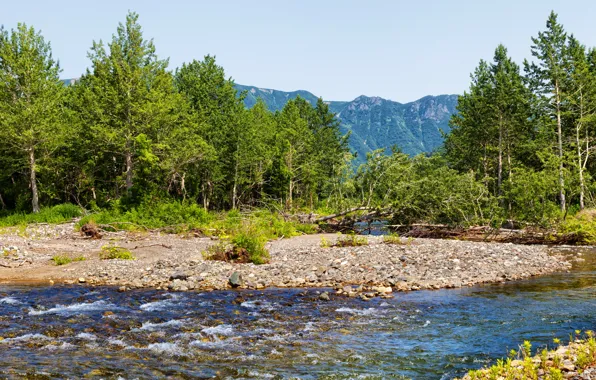 Trees, mountains, stream, stones, Russia, Kamchatka, Kamchatka