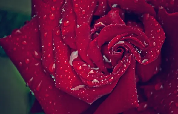 Drops, macro, roses, petals
