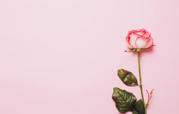 Flower, Rose, Bud, pink background