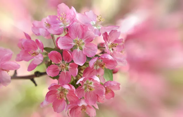 Picture cherry, spring, petals, garden, inflorescence