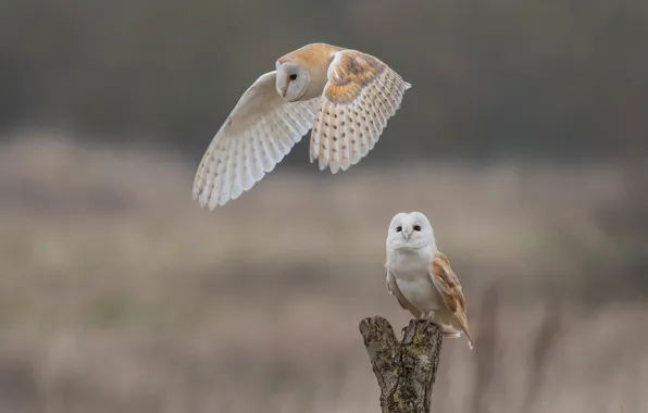 Picture birds, background, owls, bokeh, The barn owl