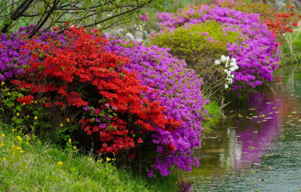 Flowers, pond, shore, spring, red, flowering, the bushes, pond