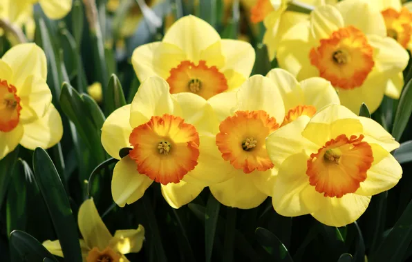 Light, flowers, spring, yellow, garden, flowerbed, daffodils