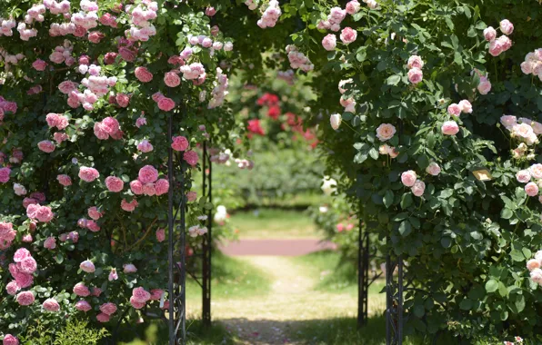 Leaves, flowers, roses, garden, support, arch, pink, path