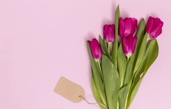 Flowers, tulips, pink, pink, flowers, tulips, spring