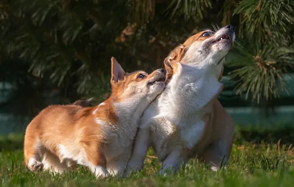 Picture animals, dogs, grass, branches, nature, the game, a couple, needles