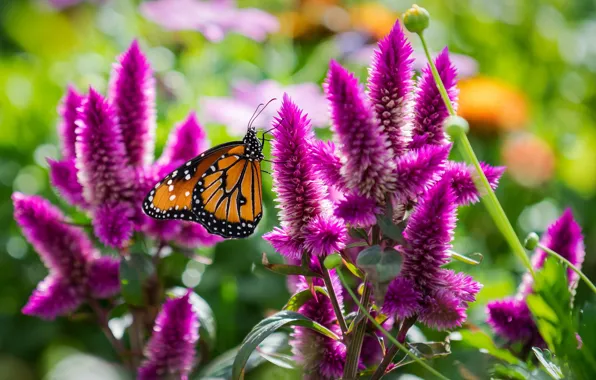 Picture macro, flowers, butterfly