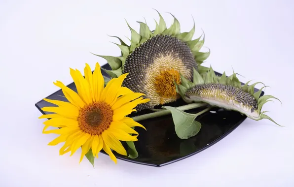 Picture yellow, sunflower, seeds, dish