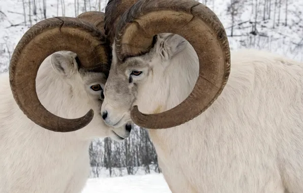 Picture Canada, horns, tournament, Yukon, sheep dalla, tonkonogi RAM