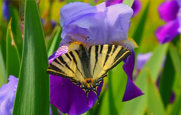 Picture Macro, Flowers, Spring, Butterfly, Flowers, Spring, Macro, Butterfly