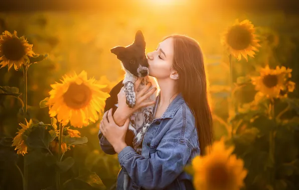 Summer, girl, light, sunflowers, flowers, kiss, dog, puppy