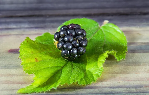 Picture leaves, macro, berries, BlackBerry