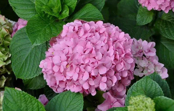 Flowers, Summer, Pink, Flowering, Hydrangea