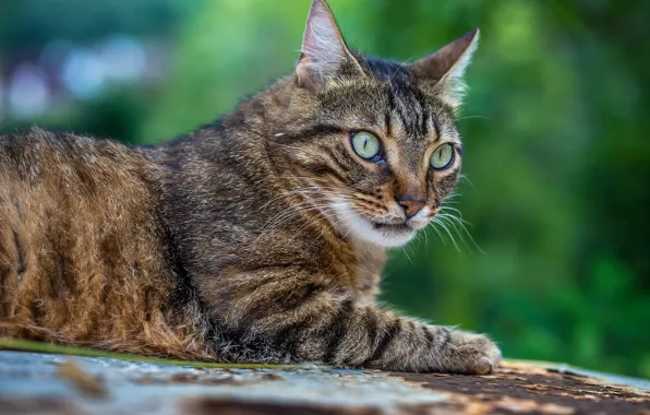 Cat, cat, look, nature, pose, face, striped