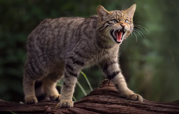 Cat, look, pose, background, tree, paws, mouth, grin