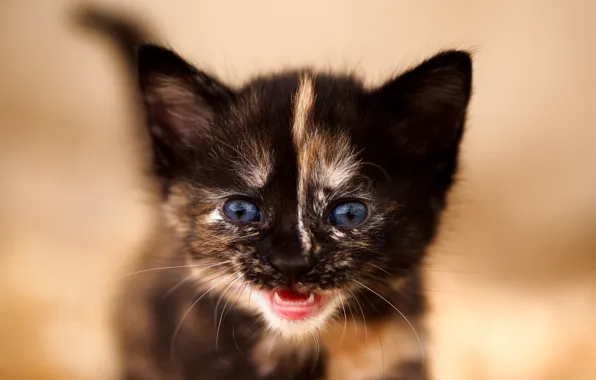 Look, background, baby, muzzle, kitty