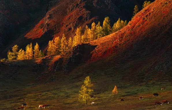 Picture autumn, trees, landscape, mountains, nature, cows, pasture, Altay