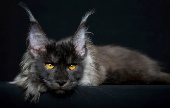 Picture cat, animal, maine coon