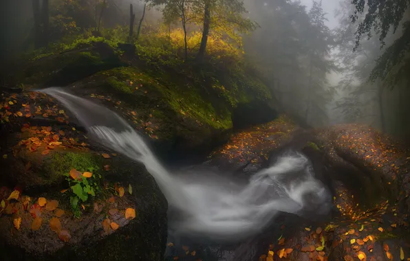 Picture forest, water, trees, nature, Autumn, Bulgaria, Materov.