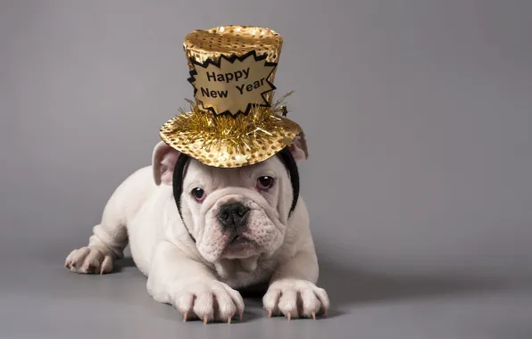 White, look, pose, the inscription, dog, hat, Christmas, puppy