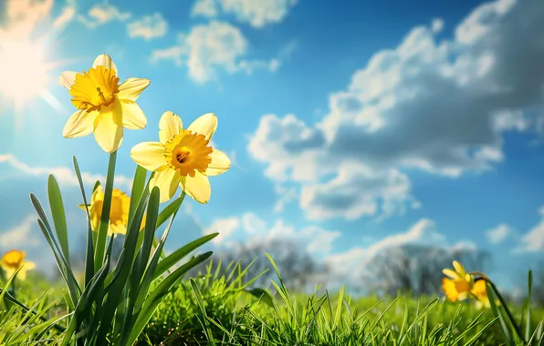 Field, flowers, spring, sunshine, flowering, blossom, flowers, daffodils