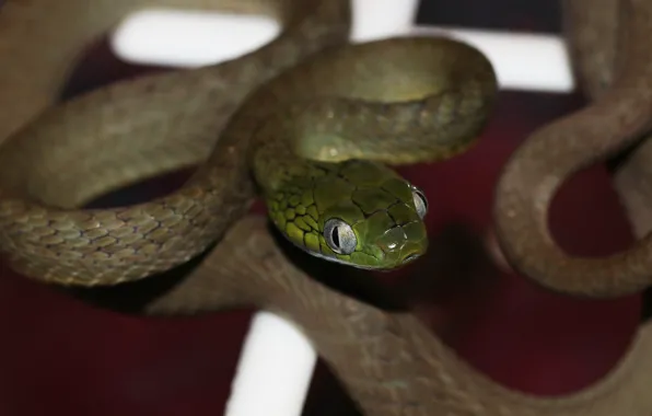 Macro, green, the dark background, snake