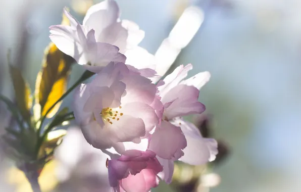 Macro, flowers, Priroda