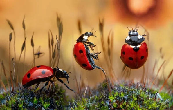 Picture macro, insects, bugs, trio, grass, Trinity, Ladybugs