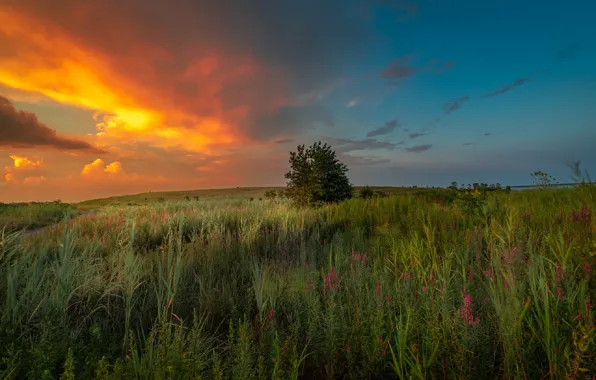 Summer, the sky, sunset, nature, tree